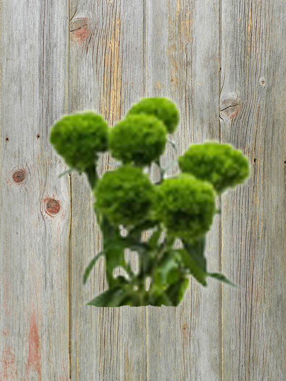 GREEN BALL   DIANTHUS